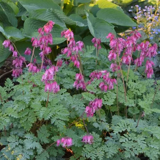 Dicentra 'Luxuriant' Bleeding Heart - One Quart Pot