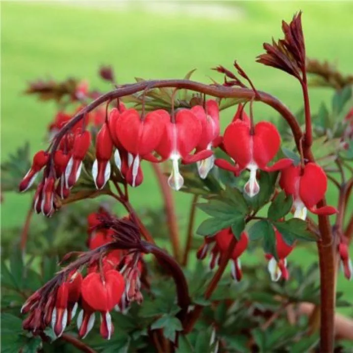 Dicentra spectabilis ‘Valentine’ PPAF