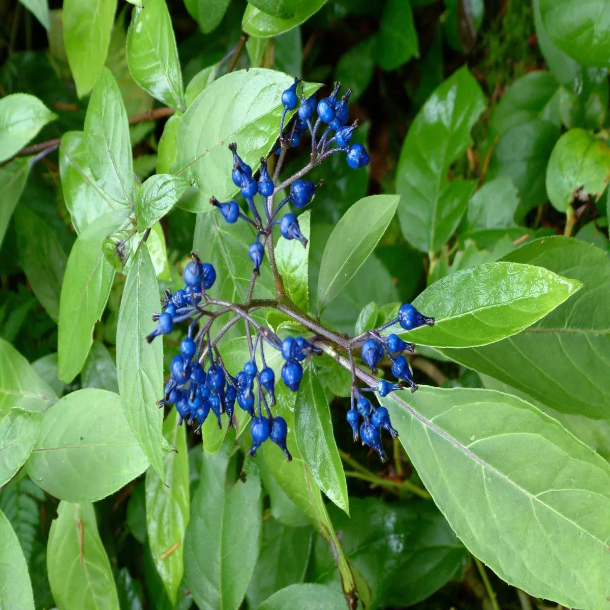 Dichroa febrifuga – dwarf form