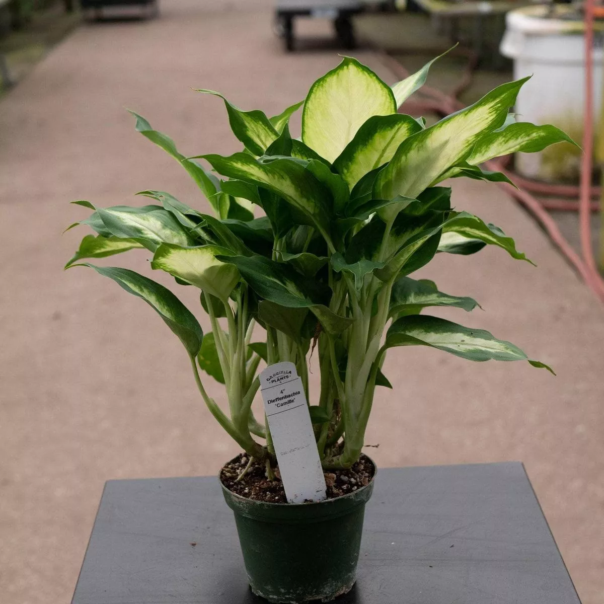 Dieffenbachia Camille