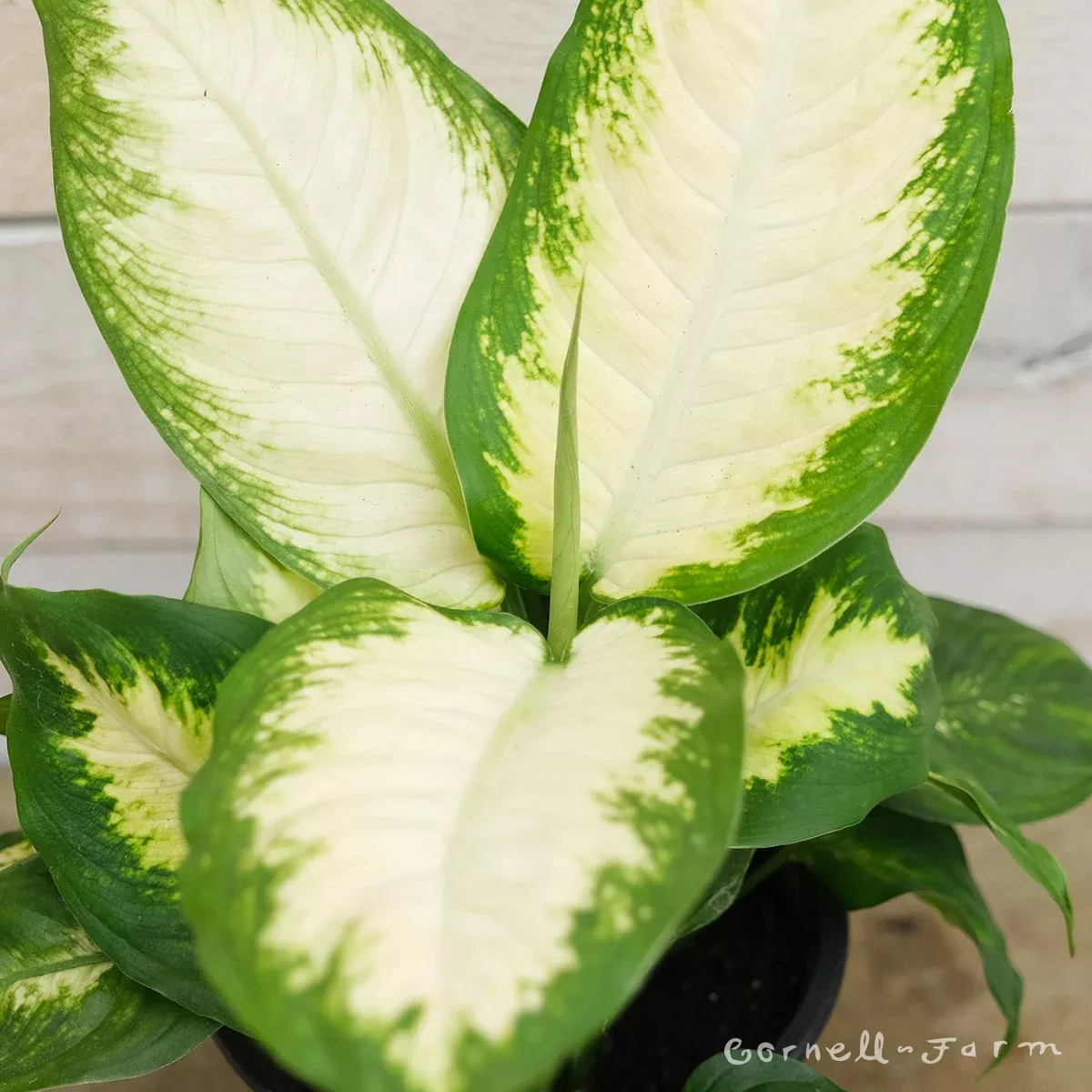 Dieffenbachia maculata 6in Camille