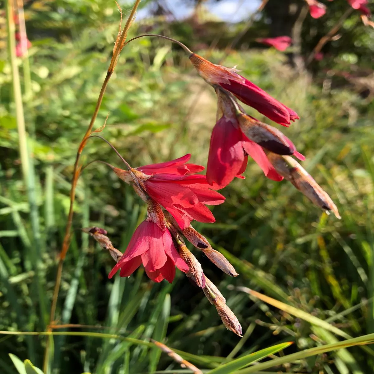 Dierama x’Tomato Red ’