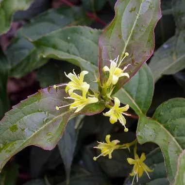 Diervilla lonicera