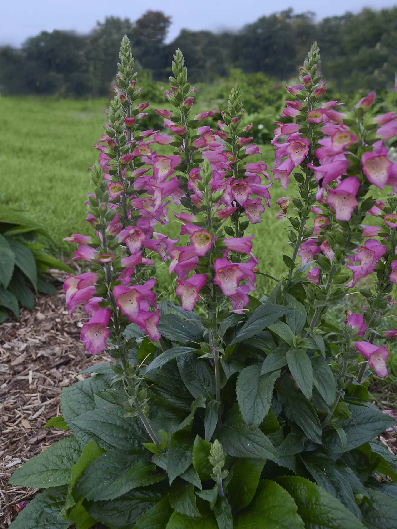 Digiplexus ‘Berry Canary’