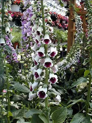 Digitalis p. 'Pam's Choice' (30)ct Flat