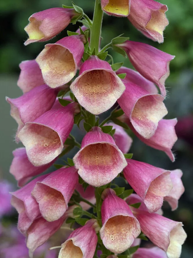 DigitalisFoxglove"Arctic Fox Rose"