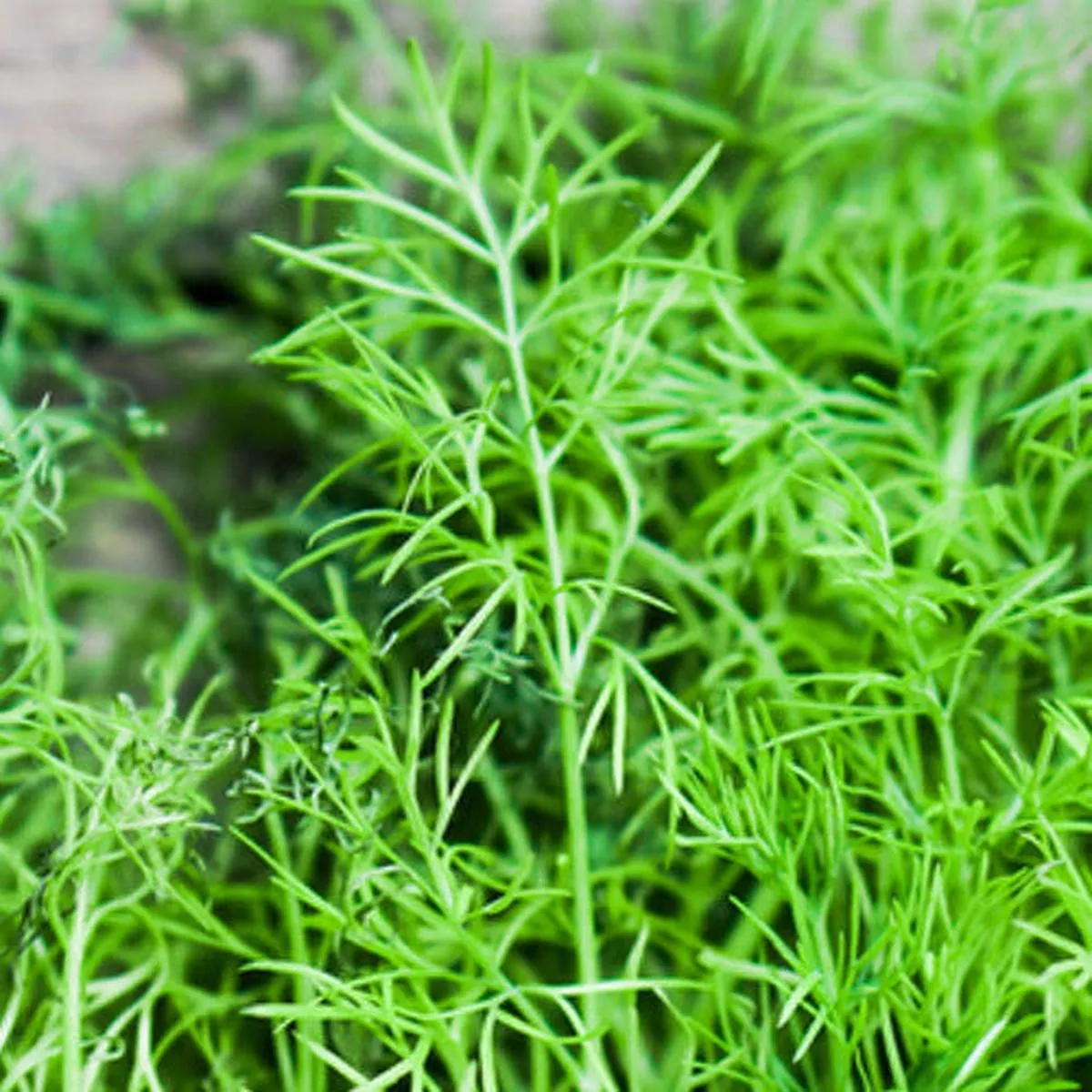 Dill – Mammoth seeds
