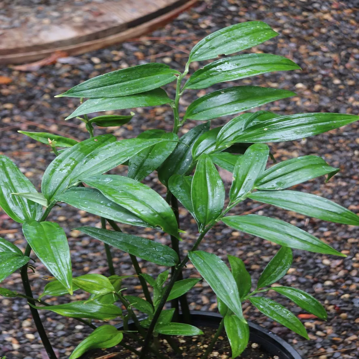 Disporopsis pernyi