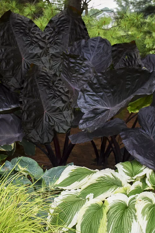 Distant Memory Black Elephant Ear (Colocasia) - 1 Gallon Pot