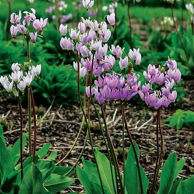 Dodecatheon meadia
