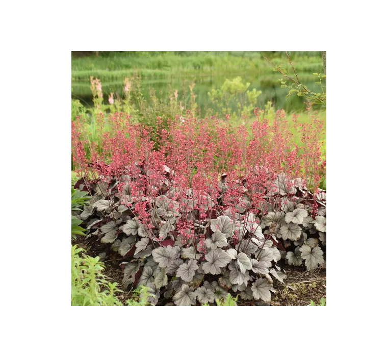 Dolce Silver Scrolls Coral Bells