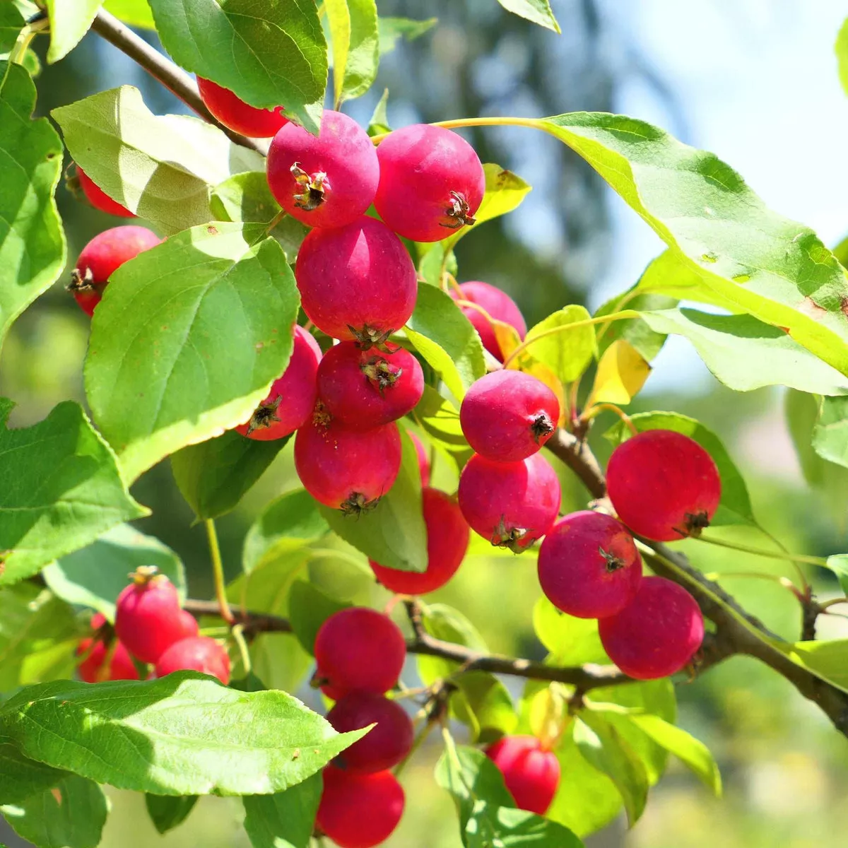 Dolgo Crabapple – Dwarf (4′-5′)