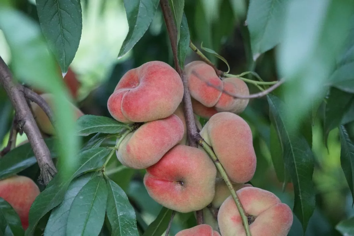 Donut Peach (Stark Saturn)