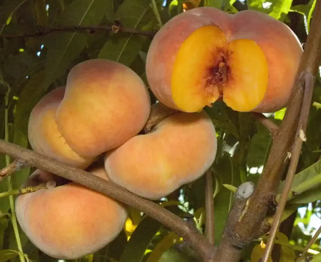 Donut Peach (Sweet Bagel)