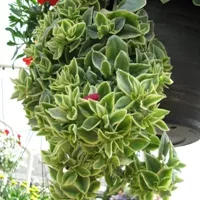 Dorotheanthus Mezoo