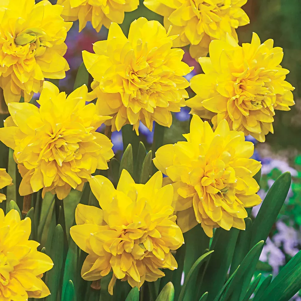 Double Daffodil Tete Boucle