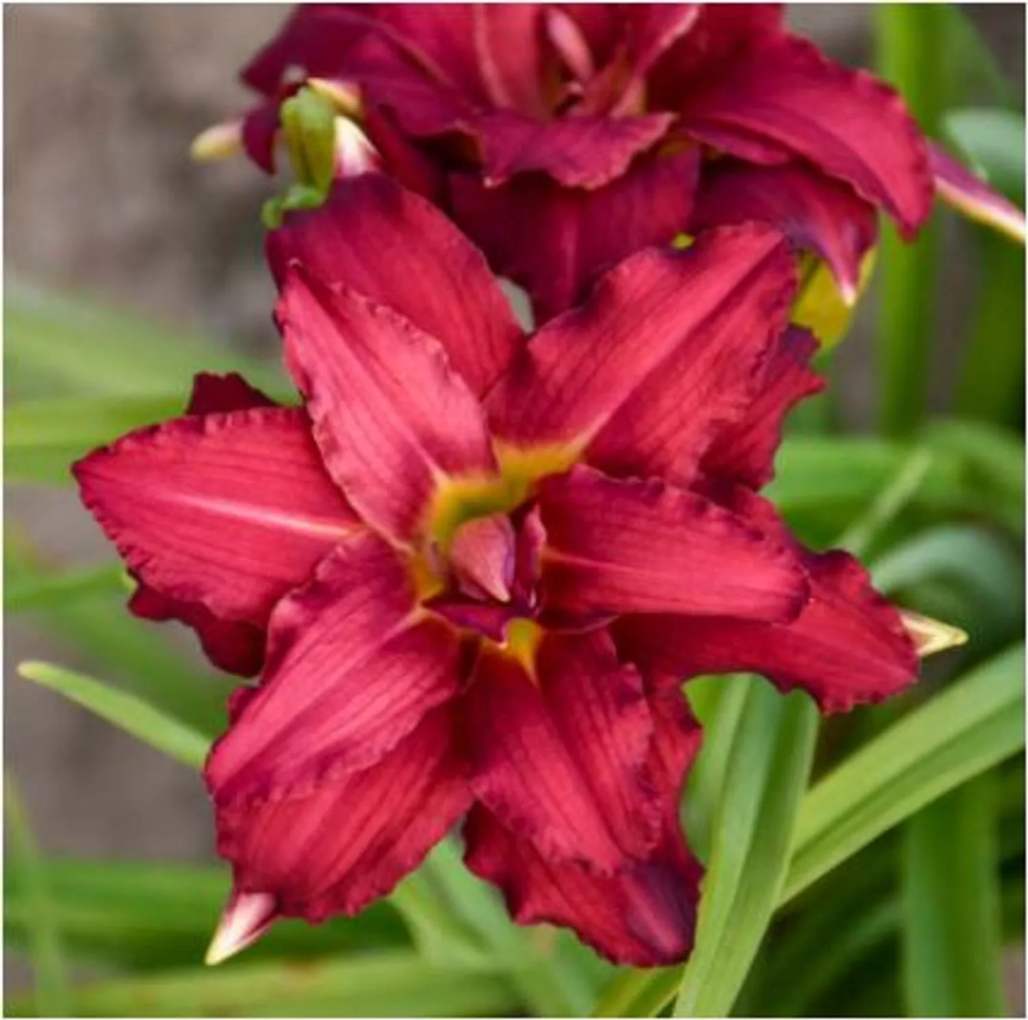 Double Pardon Me Daylily
