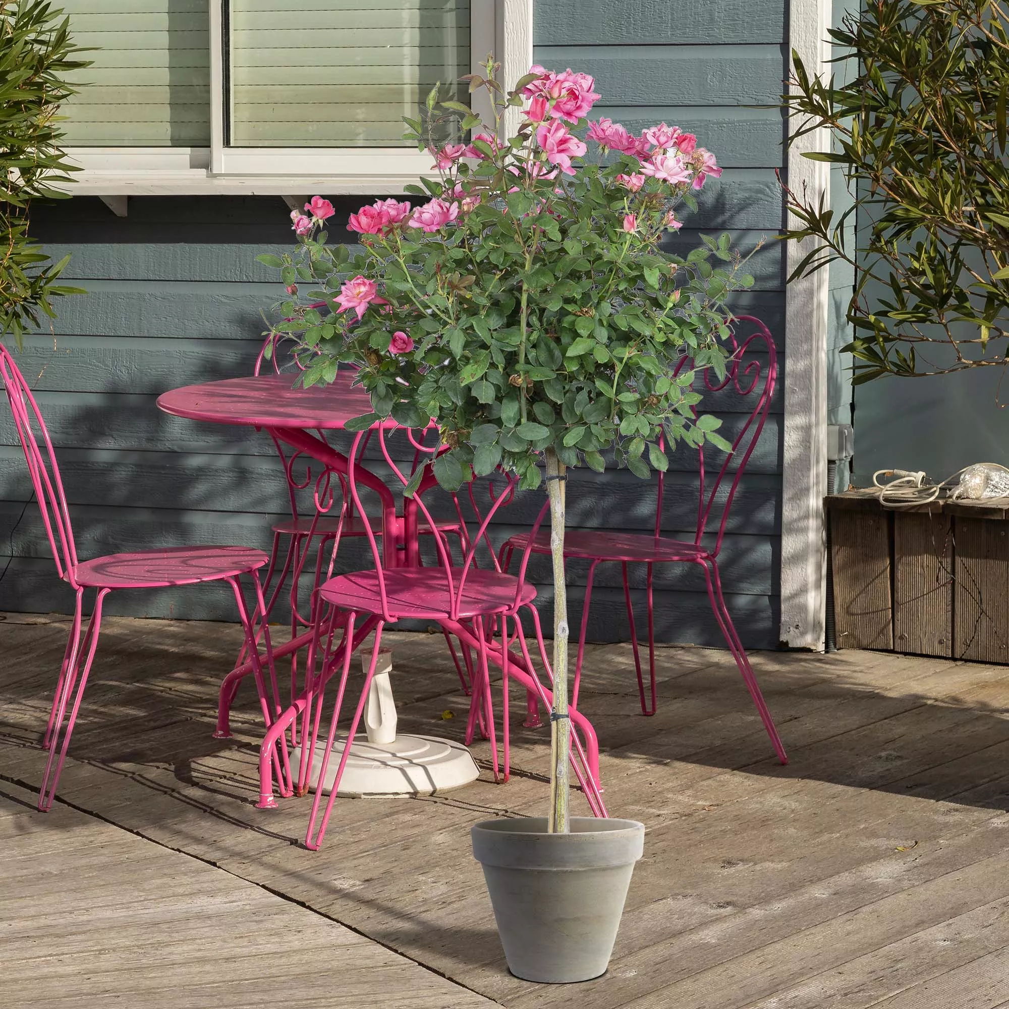 Double Pink Knock Out Rose Tree – 3-4 ft