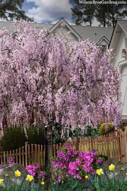 Double Pink Weeping Higan Cherry Tree - 7 Gallon Pot