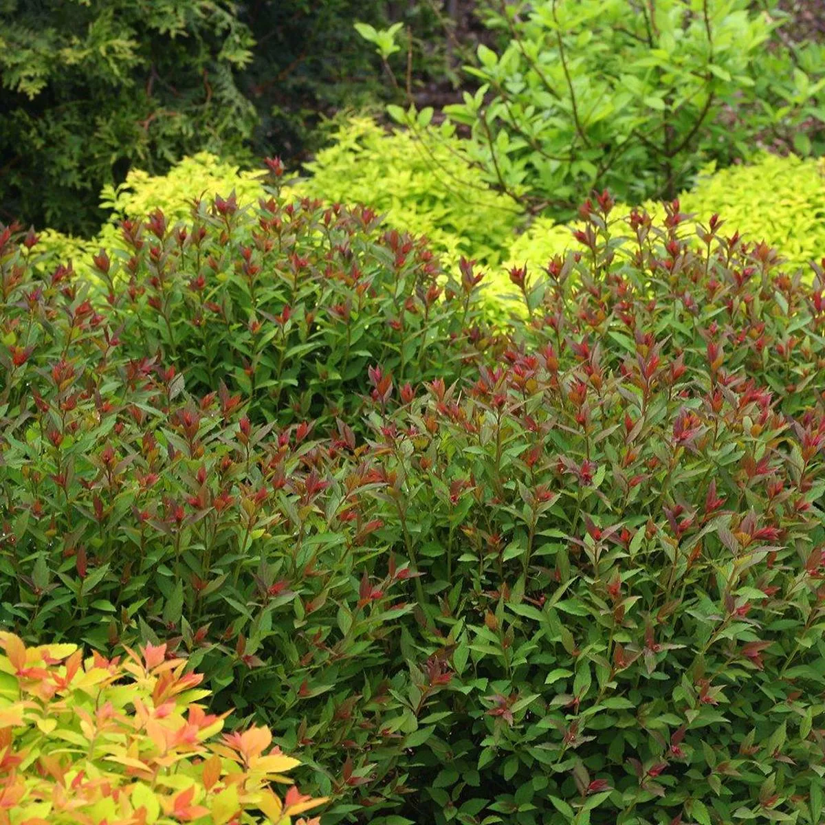 Double Play Artisan Spirea PW # 2 PW Cont
