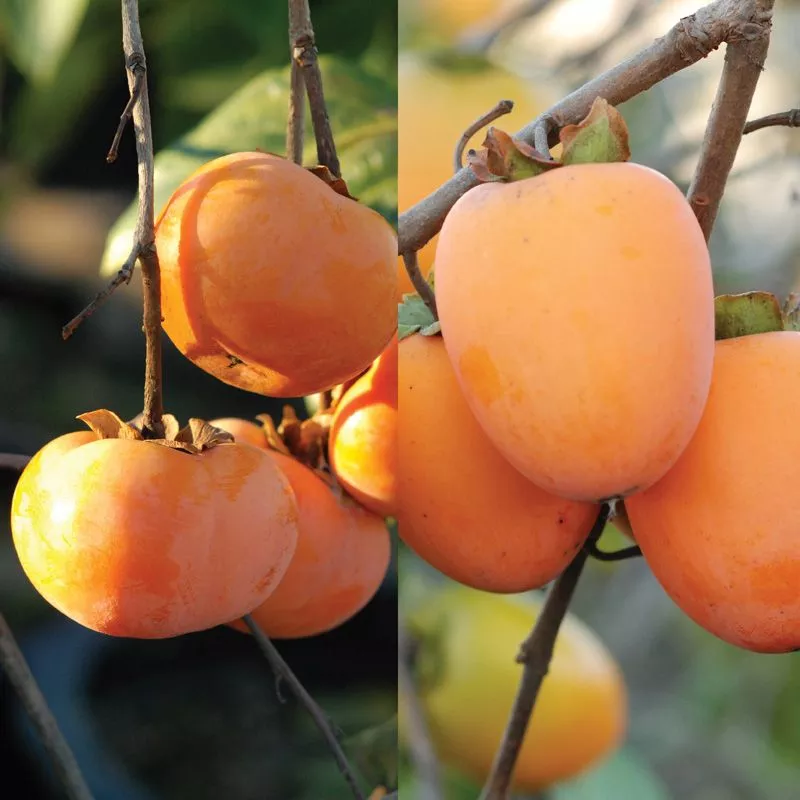 Double Play Asian Persimmon Tree Collection