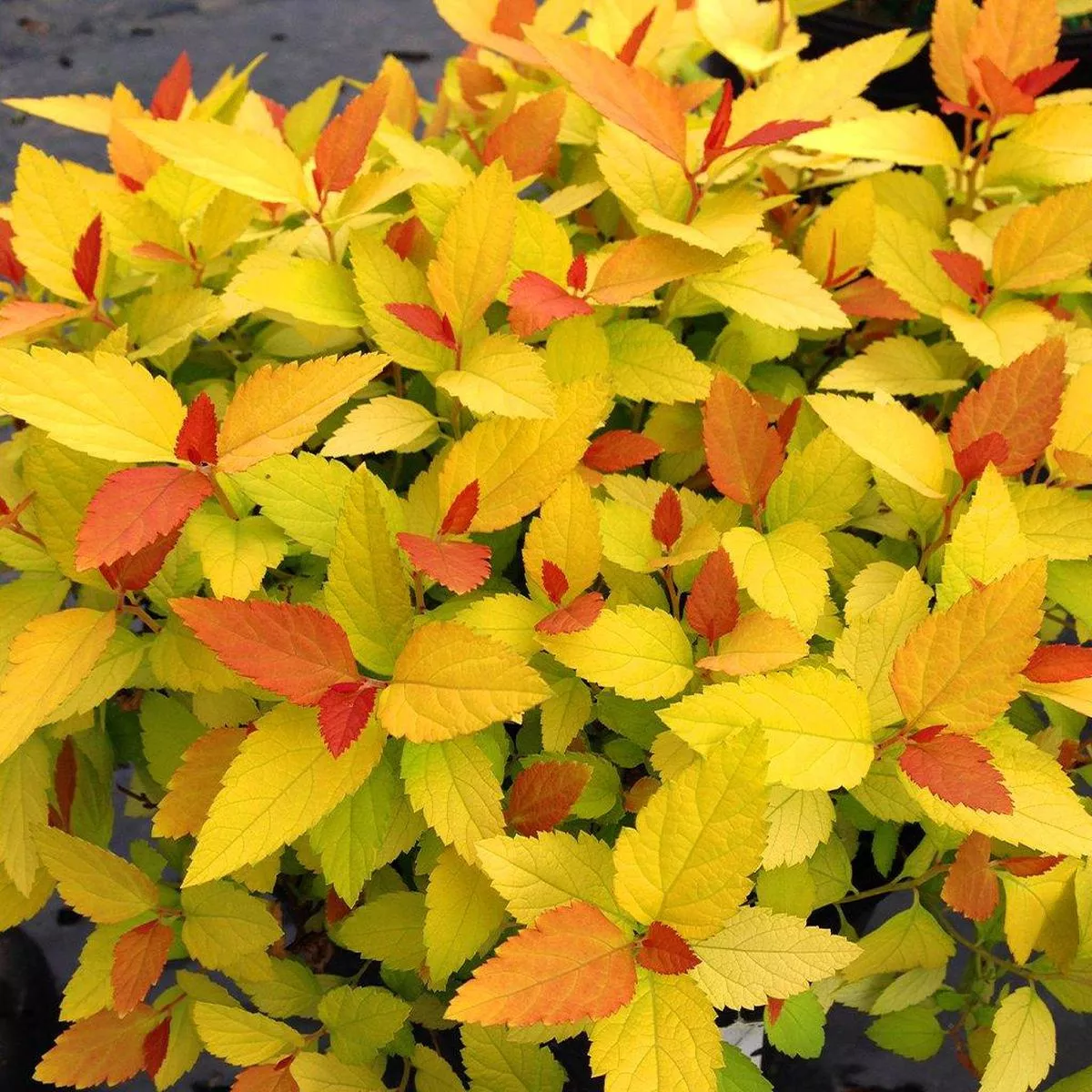 Double Play Candy Corn Spirea PW # 2 PW Cont