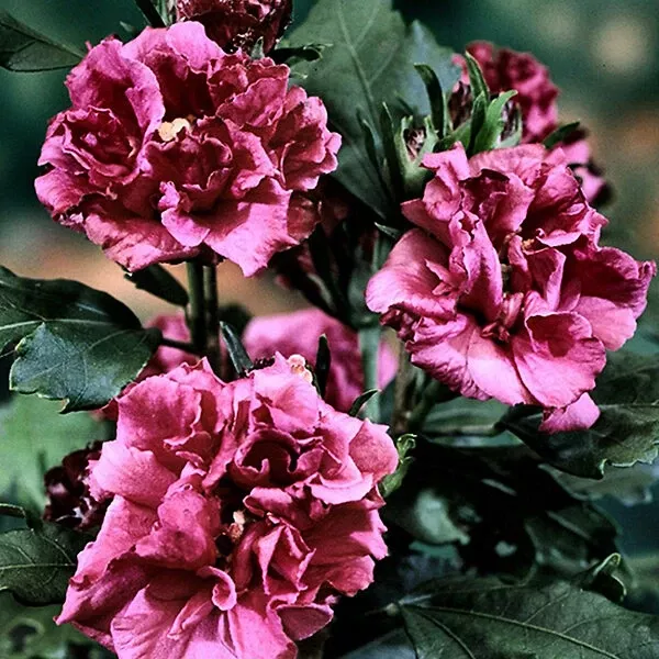 Double Red Hardy Hibiscus