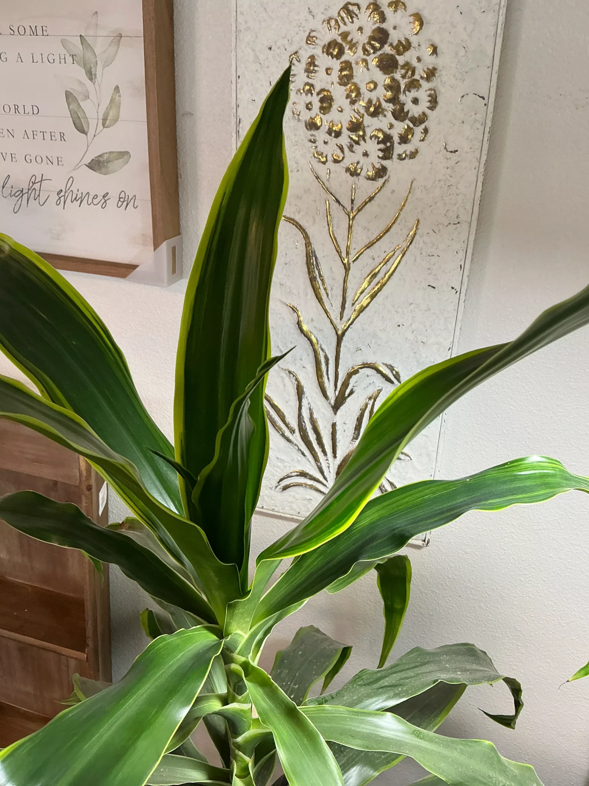 Dracaena - Art