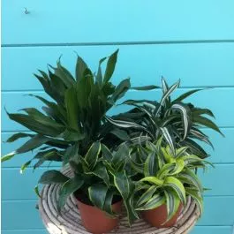 Dracaena Dragon 6"