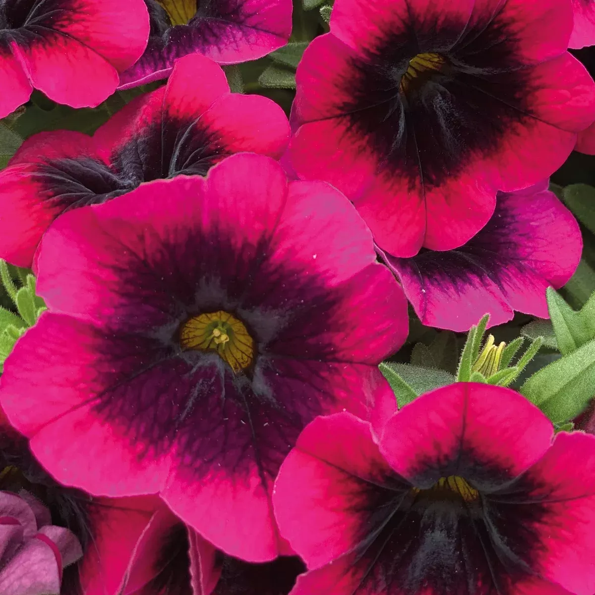 Dracula Calibrachoa (Million Bells)