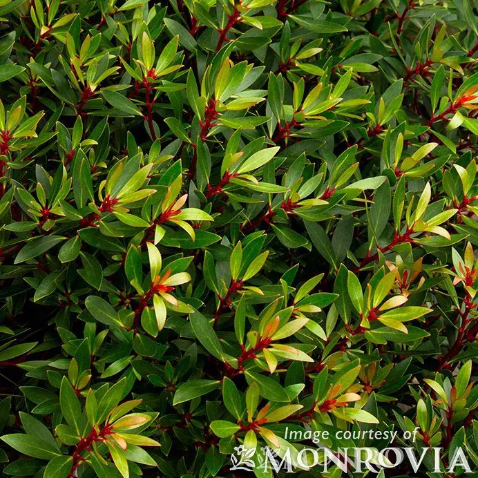 Drimys lanceolata 2gal Mountain Pepper