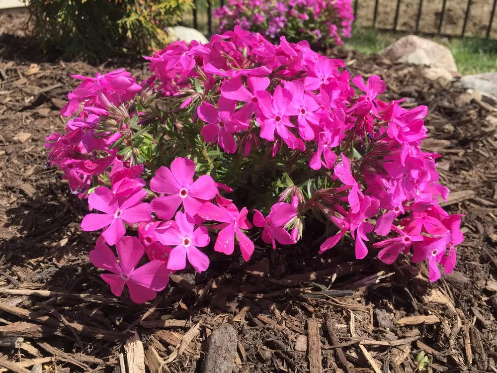 Drummonds Pink - Phlox Subulata