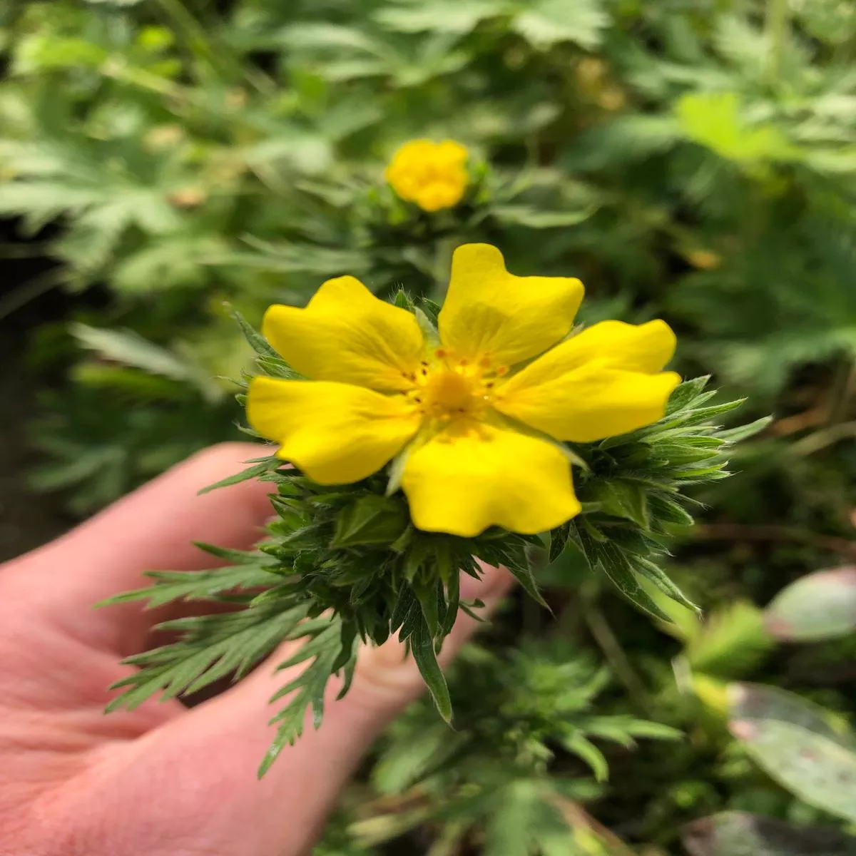 Drymocallis arguta aff. SQSP