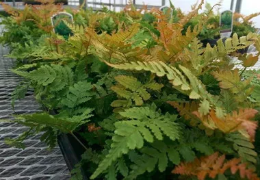 Dryopteris e. 'Brilliance' (10)ct Quarts