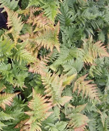 Dryopteris e. 'Brilliance' (3.5 inch pot)