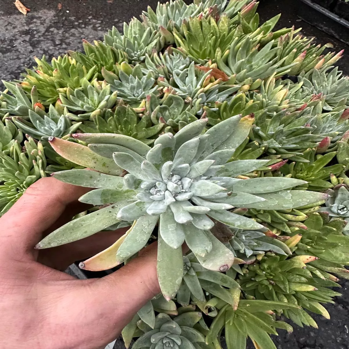 Dudleya farinosa