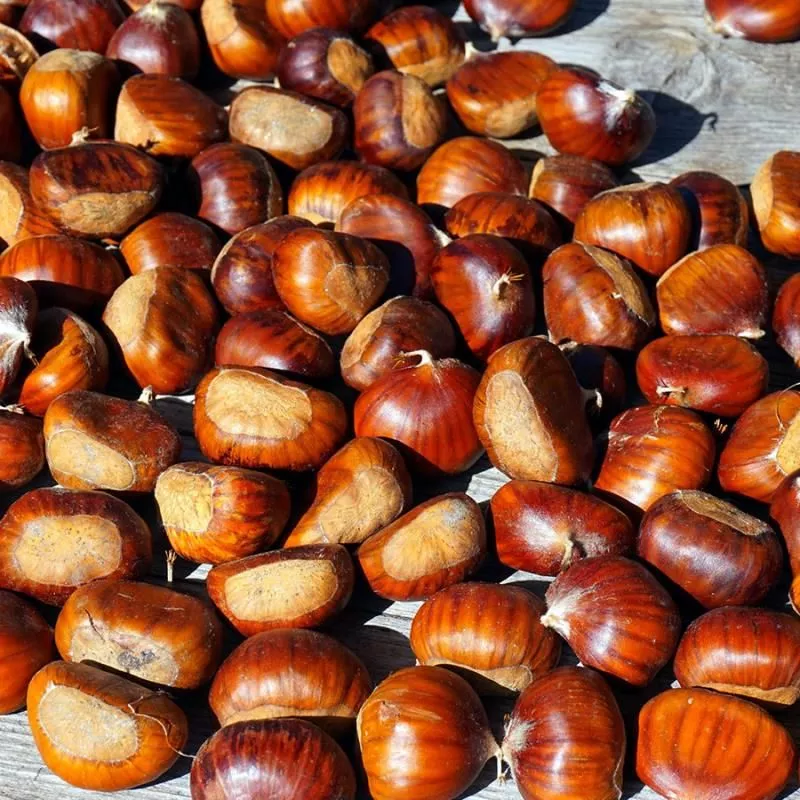 Dunstan Hybrid Chestnut Tree
