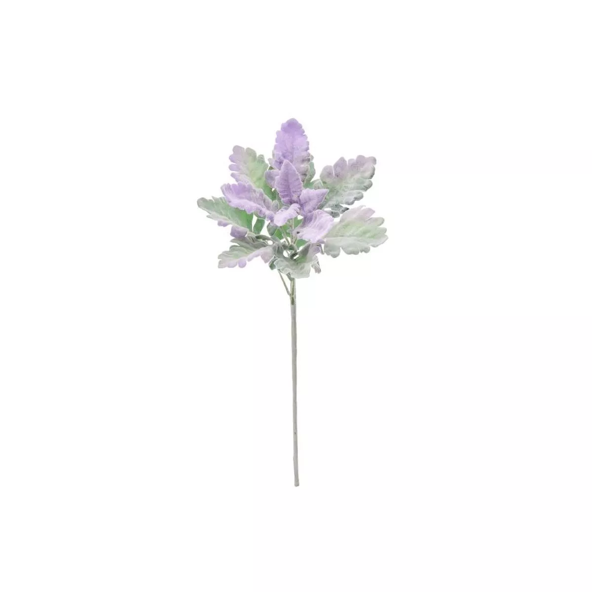 Dusty Miller Stem 18 ” Lavender Everlasting