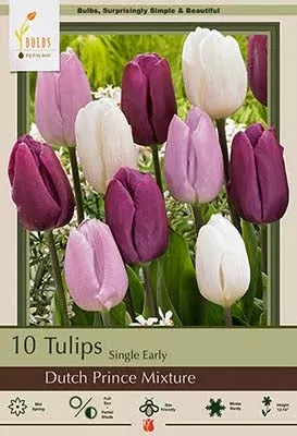 Dutch Prince Mixture Tulip Bulbs 7/Pack