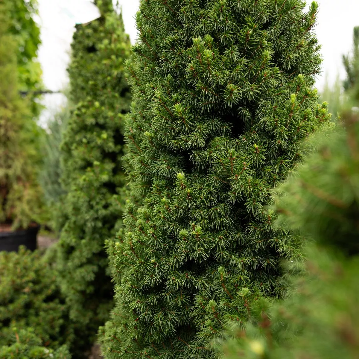 Dwarf Alberta Spruce # 2 Container
