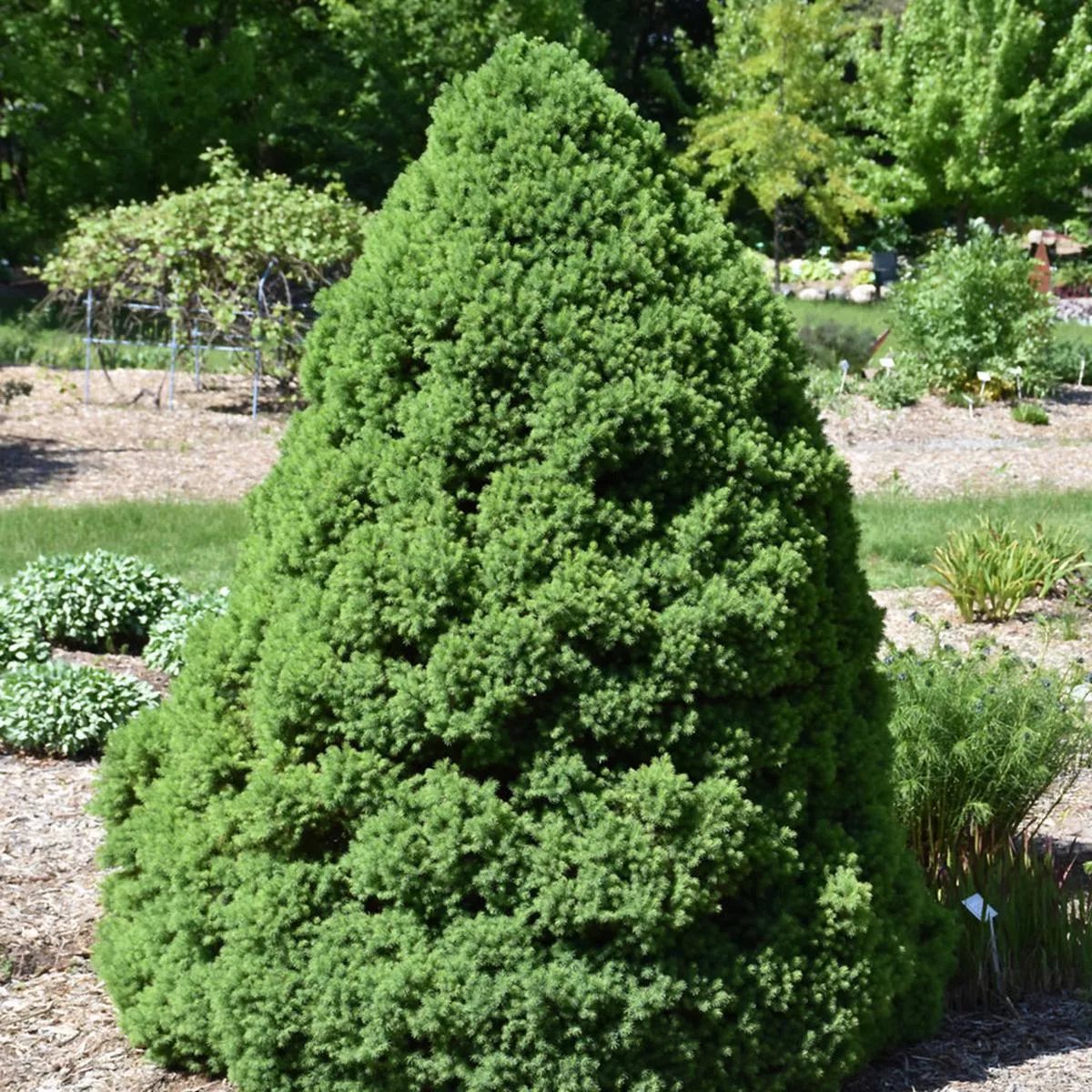 Dwarf Alberta Spruce # 3 CG