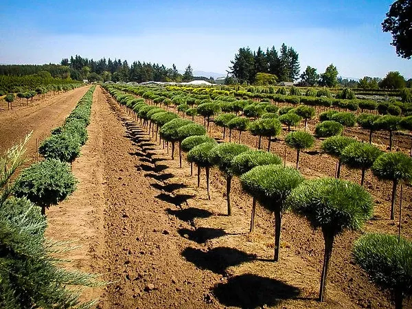 Dwarf Eastern White Pine – Tree Form
