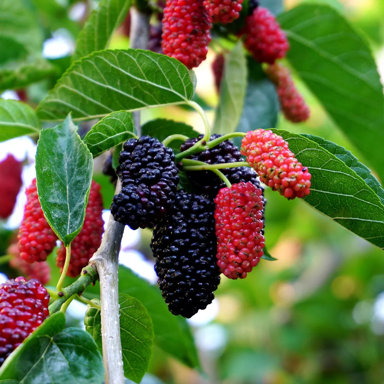 Dwarf Everbearing Mulberry Tree – 1 Gallon