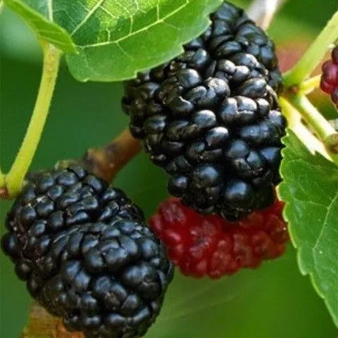 Dwarf Everbearing Mulberry Tree