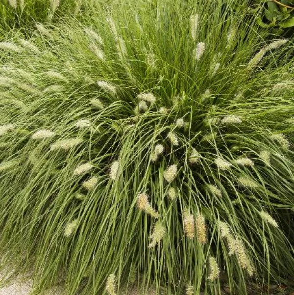 Dwarf Fountain Grass – 1 Gallon