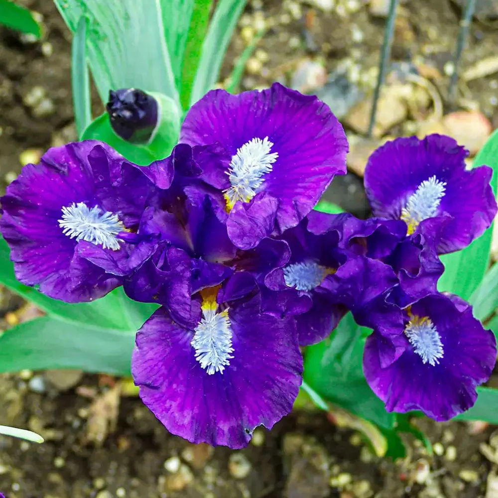 Dwarf German Iris Trajectory