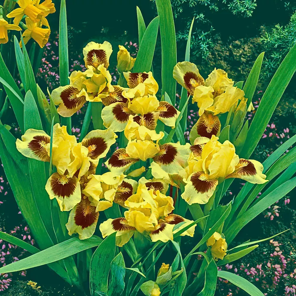 Dwarf German Iris Ultimate
