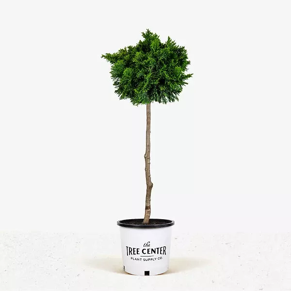Dwarf Hinoki Cypress – Tree Form