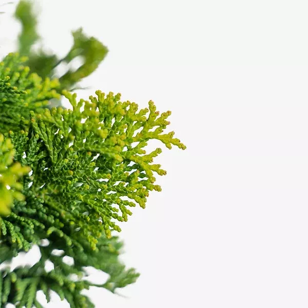 Dwarf Hinoki Cypress