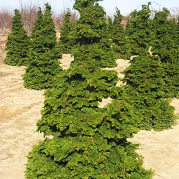 Dwarf Hinoki False Cypress – #2 Container